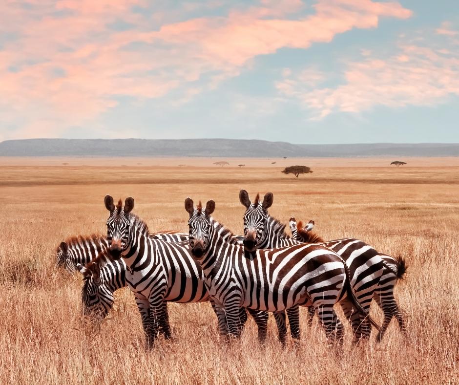 Perché alle zebre non viene l’ulcera? Gli effetti fisiologici dello stress